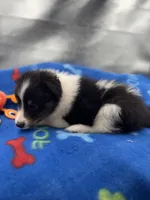Full AKC Zina M 5, a male Shetland Sheepdog for sale in Cullowhee, NC – 6 of 10