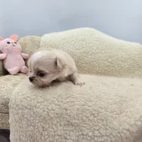 Kitkat Full Akc Champion sired female, a female Chihuahua for sale in Cullowhee, NC – 5 of 10