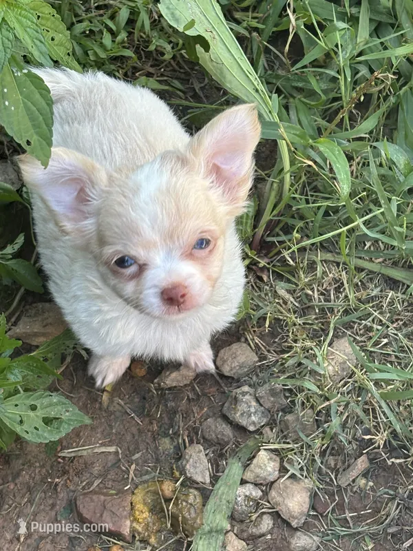 Male creme blue eyes full AKC  – Chihuahua puppy for sale in Cullowhee, NC