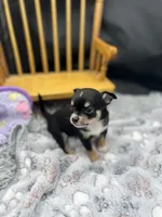  tri male 2  AKC , a male Chihuahua for sale in Cullowhee, NC – 3 of 10