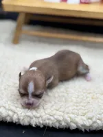 Fawn sable female full AKC, a female Chihuahua for sale in Cullowhee, NC – 2 of 10