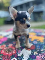 Ravens male full AKC , a male Chihuahua for sale in Cullowhee, NC – 2 of 10