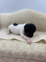 Cupcake tri male, a male Toy Fox Terrier for sale in Cullowhee, NC – 2 of 10