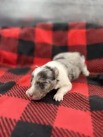 Dorys Male blue Merle AKC, a male Shetland Sheepdog for sale in Cullowhee, NC – Photo 10 of 10