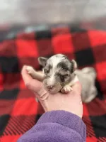 Dorys Male blue Merle AKC, a male Shetland Sheepdog for sale in Cullowhee, NC – Photo 1 of 10