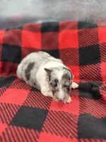 Dorys Male blue Merle AKC, a male Shetland Sheepdog for sale in Cullowhee, NC – Photo 7 of 10