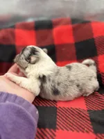 Dorys Male blue Merle AKC, a male Shetland Sheepdog for sale in Cullowhee, NC – Photo 6 of 10