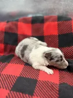 Dorys Male blue Merle AKC, a male Shetland Sheepdog for sale in Cullowhee, NC – Photo 5 of 10