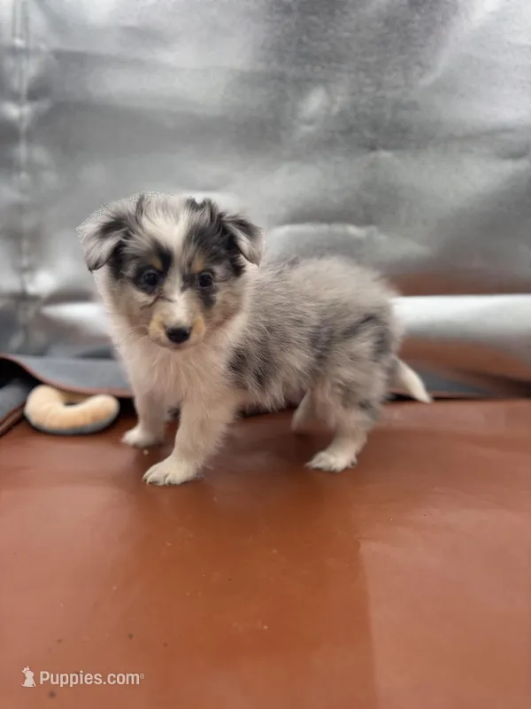 Dorys Male blue Merle AKC