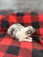 Dorys Male blue Merle AKC, a male Shetland Sheepdog for sale in Cullowhee, NC – Photo 4 of 10