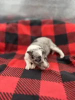 Dorys Male blue Merle AKC, a male Shetland Sheepdog for sale in Cullowhee, NC – Photo 8 of 10