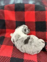 Dorys Male blue Merle AKC, a male Shetland Sheepdog for sale in Cullowhee, NC – Photo 9 of 10