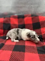 Dorys Male blue Merle AKC, a male Shetland Sheepdog for sale in Cullowhee, NC – Photo 2 of 10