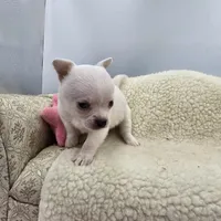 Full AKC Joey Blue eyed hidden merle male, a male Chihuahua for sale in Cullowhee, NC – 6 of 10
