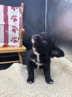 Janice black n white LC female , a female Chihuahua for sale in Cullowhee, NC – 9 of 10