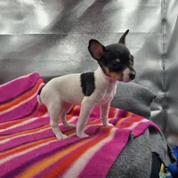 Tesla # 1 Full Akc, a female Toy Fox Terrier for sale in Cullowhee, NC – 10 of 10