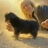 Snickers full AKC show prospect , a female Chihuahua for sale in Cullowhee, NC – Photo 4 of 10