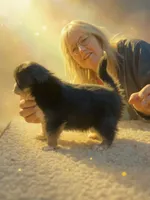 Snickers , a female Chihuahua for sale in Cullowhee, NC – Photo 1 of 5