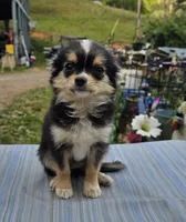 Snickers full AKC show prospect , a female Chihuahua for sale in Cullowhee, NC – Photo 4 of 9