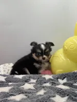 Snickers full AKC show prospect , a female Chihuahua for sale in Cullowhee, NC – Photo 3 of 10