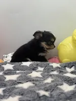 Snickers full AKC show prospect , a female Chihuahua for sale in Cullowhee, NC – Photo 1 of 10