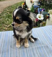 Snickers full AKC show prospect , a female Chihuahua for sale in Cullowhee, NC – Photo 2 of 9