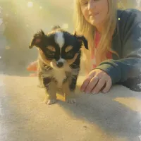 Snickers full AKC show prospect , a female Chihuahua for sale in Cullowhee, NC – Photo 6 of 10