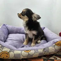 Snickers full AKC show prospect , a female Chihuahua for sale in Cullowhee, NC – Photo 8 of 9