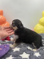 Snickers full AKC show prospect , a female Chihuahua for sale in Cullowhee, NC – Photo 10 of 10