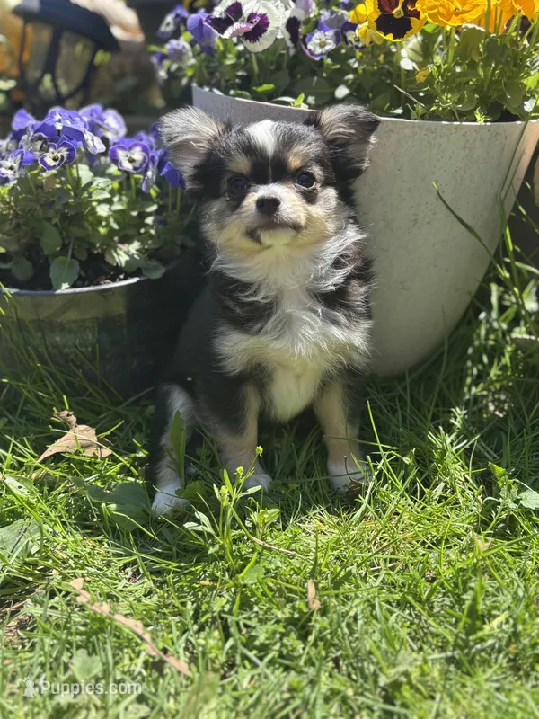 Snickers full AKC show prospect  – Chihuahua puppy for sale in Cullowhee, NC