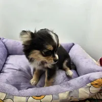 Snickers full AKC show prospect , a female Chihuahua for sale in Cullowhee, NC – Photo 9 of 9