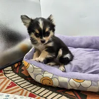 Snickers full AKC show prospect , a female Chihuahua for sale in Cullowhee, NC – Photo 5 of 9