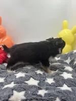 Snickers full AKC show prospect , a female Chihuahua for sale in Cullowhee, NC – Photo 9 of 10