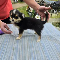 Snickers full AKC show prospect , a female Chihuahua for sale in Cullowhee, NC – Photo 3 of 9