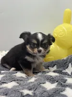 Snickers full AKC show prospect , a female Chihuahua for sale in Cullowhee, NC – Photo 5 of 10