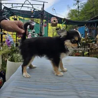 Snickers full AKC show prospect , a female Chihuahua for sale in Cullowhee, NC – Photo 6 of 9