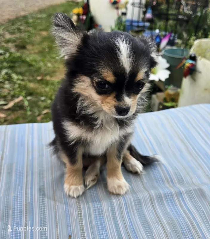 Snickers full AKC show prospect  – Chihuahua puppy for sale in Cullowhee, NC