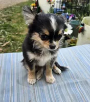 Snickers full AKC show prospect , a female Chihuahua for sale in Cullowhee, NC – Photo 1 of 9