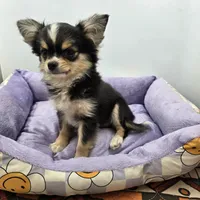 Snickers full AKC show prospect , a female Chihuahua for sale in Cullowhee, NC – Photo 7 of 9