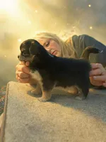 Snickers , a female Chihuahua for sale in Cullowhee, NC – Photo 5 of 5