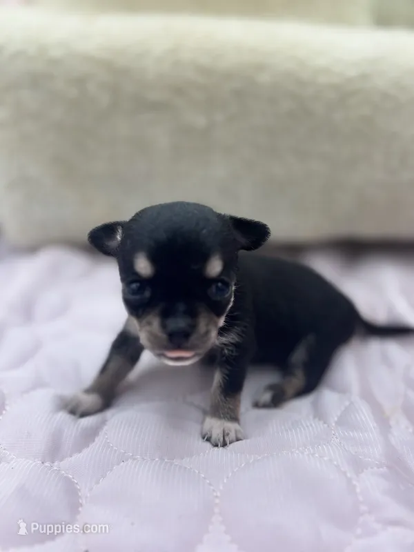 Caroline F1 AKC  – Chihuahua puppy for sale in Cullowhee, NC