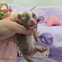 Full Akc Charlotte's chocolate merle male, a male Chihuahua for sale in Cullowhee, NC – 8 of 10