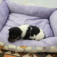 Full AKC Mini's Male # 3, a male Toy Fox Terrier for sale in Cullowhee, NC – Photo 4 of 5