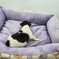 Full AKC Mini's Male # 3, a male Toy Fox Terrier for sale in Cullowhee, NC – Photo 2 of 5