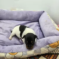 Full AKC Mini's Male # 3, a male Toy Fox Terrier for sale in Cullowhee, NC – Photo 3 of 5