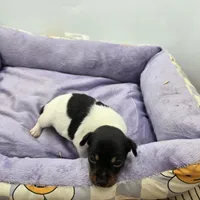 Full AKC Mini's Male # 3, a male Toy Fox Terrier for sale in Cullowhee, NC – Photo 5 of 5