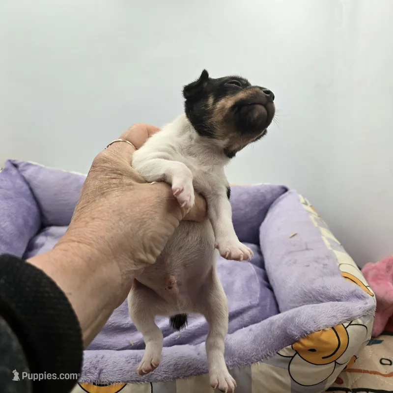 Full AKC Mini's Male # 3 – Toy Fox Terrier puppy for sale in Cullowhee, NC