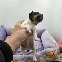 Full AKC Mini's Male # 3, a male Toy Fox Terrier for sale in Cullowhee, NC – Photo 1 of 5