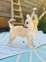 Mindy Full AKC female, a female Chihuahua for sale in Cullowhee, NC – 2 of 10