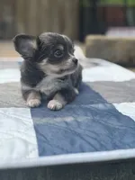 Freyas female full AKC , a female Chihuahua for sale in Cullowhee, NC – 5 of 10